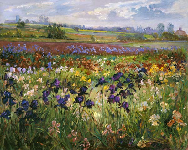 Across to Burgate  from Timothy  Easton