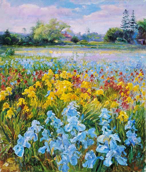 Irises, Willow and Fir Tree, 1993 (oil on canvas)  from Timothy  Easton