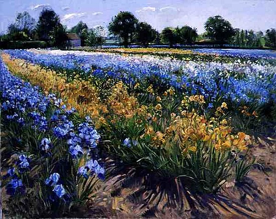Irises at Burgate, 1996 (oil on canvas)  from Timothy  Easton