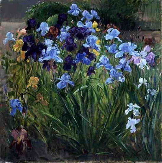 The Iris Bed, Bedfield, 1996 (oil on canvas)  from Timothy  Easton