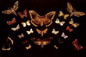 Die Schmetterlinge from Tivadar Csontváry-Kosztka