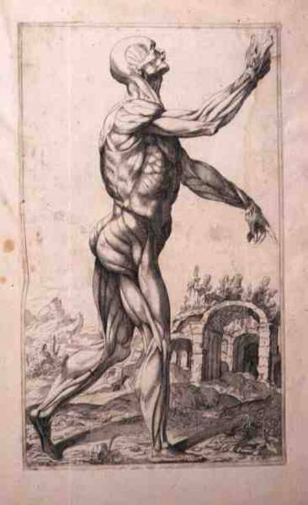 Anatomical study from Tizian (eigentl. Tiziano Vercellio)