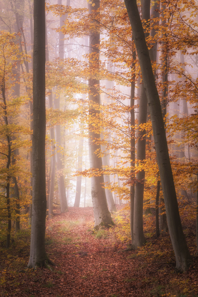 Herbstwald im Nebel from Tobias Luxberg