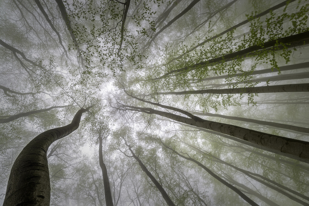 Blick auf den Wald from Tom Pavlasek