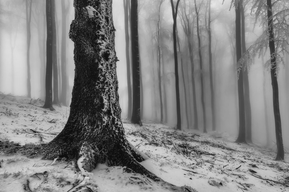 Wald from Tom Pavlasek