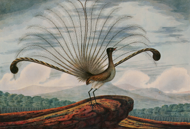Lyrebird: mamura superba from T.R. Browne