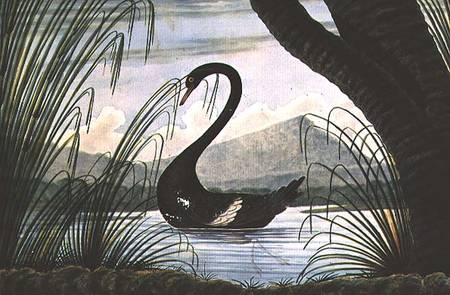 The Black Swan from T.R. Browne