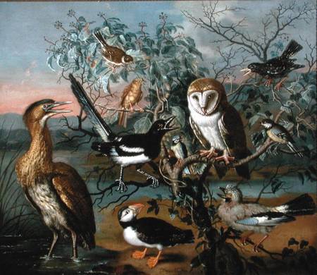 A Concert of Birds: a Puffin, Jay, Great Tit, Blue Tit, Bittern, Starling, Magpie, Yellowhammer, Red from Trajan Hughes