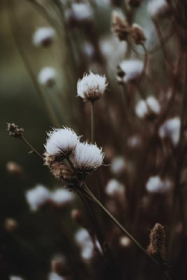 Natur bei wenig Licht