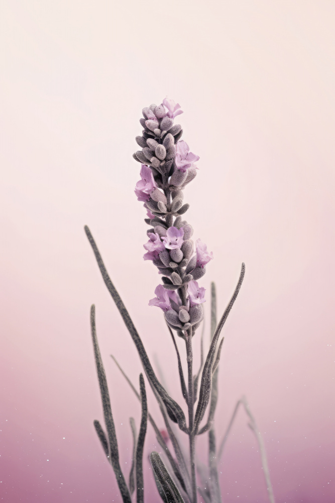 Pastell-Lavendel from Treechild