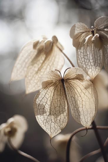 Schmetterlingsblume