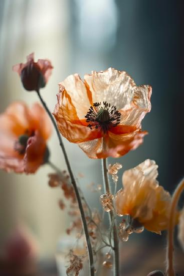 Transparenter Mohn