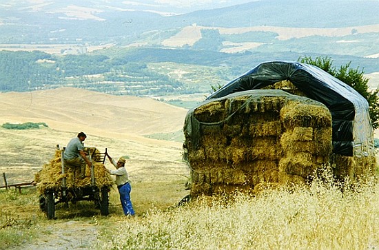 Haymaking at Volterra, Tuscany, Italy, 1999 (photo)  from Trevor  Neal