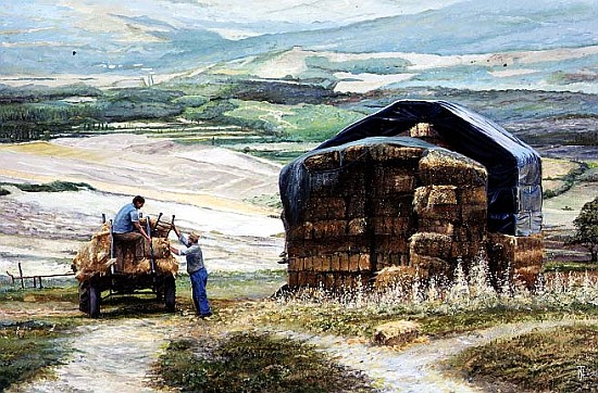 Haymaking, Volterra, Tuscany (oil on canvas)  from Trevor  Neal