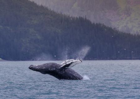 Ein Buckelwal springt in Alaska aus dem Meer