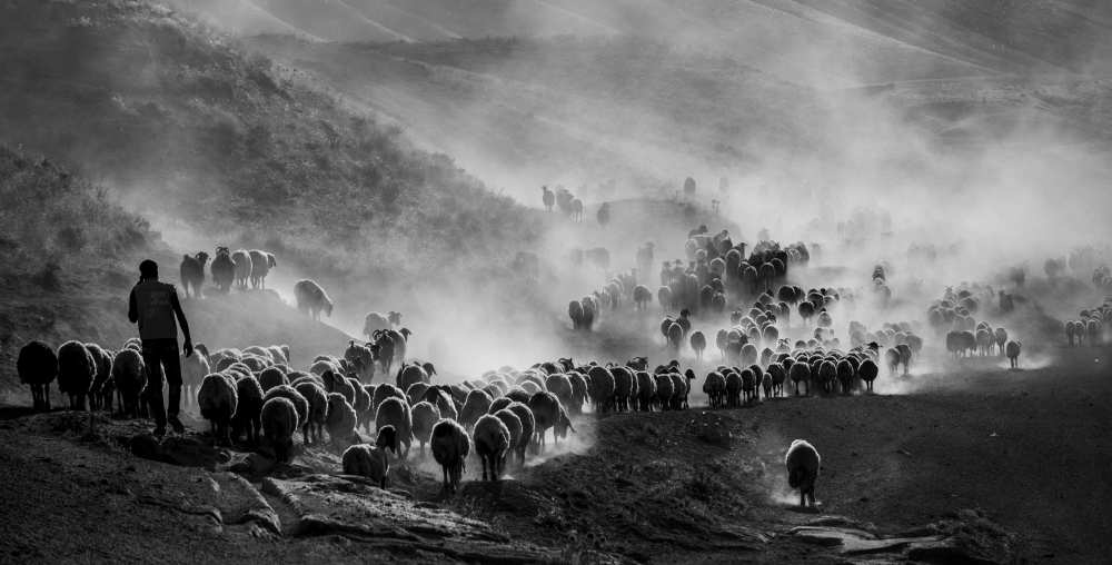 flocks from Ümmü Nisan