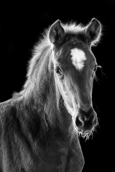 young filly from Ulrike Leinemann