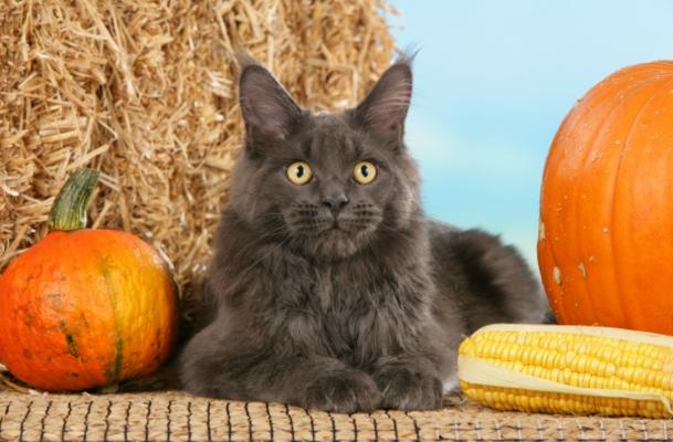 Graue Maine Coon Katze from Ulrike Schanz