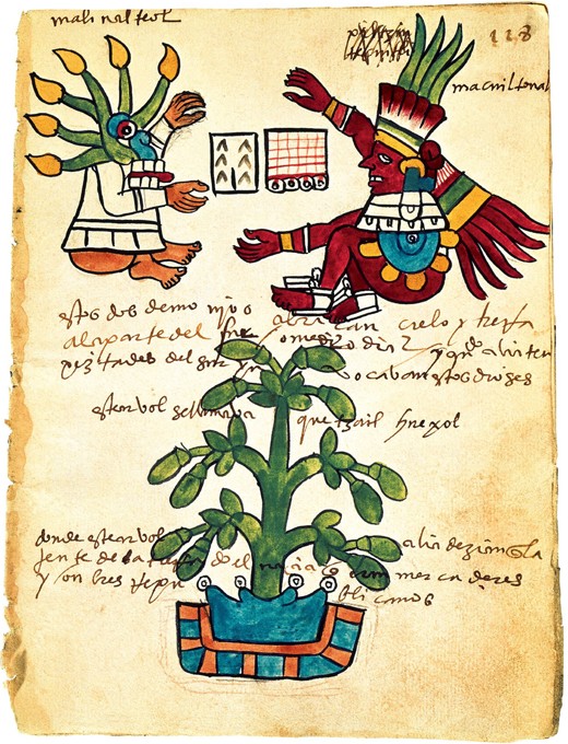 Cacao tree from the Codex Tudela from Unbekannter Künstler