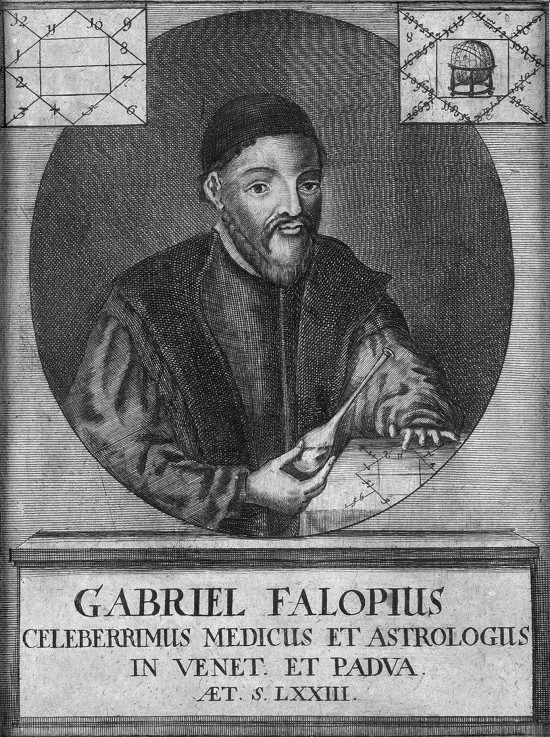 Portrait of Gabriele Falloppio (1523-1562) from Unbekannter Künstler