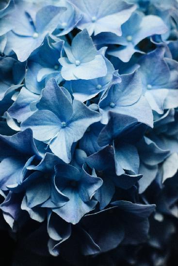 Hübscher Anblick – Blaue Hortensie