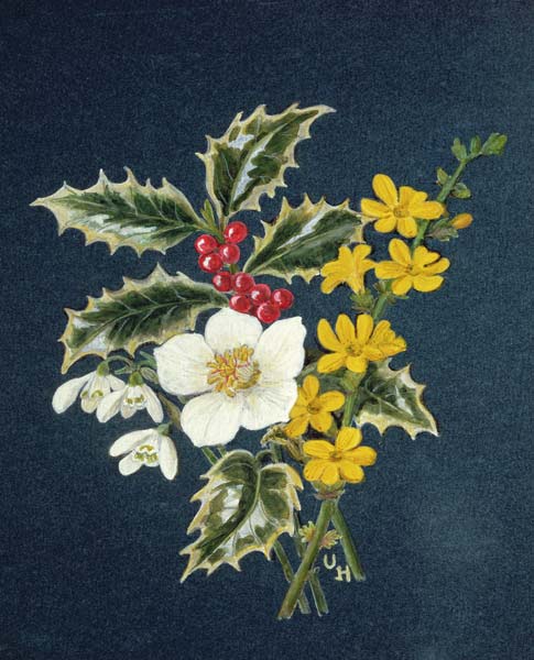 Holly, Christmas Rose, Snowdrop and Winter Jasmine (w/c on paper)  from Ursula  Hodgson