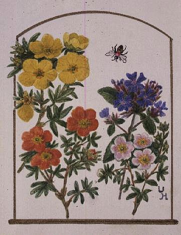 Ceratostigma plumbaginoides, Potentillas, Elizabeth (yellow) and Red Ace (red) (w/c on paper)  from Ursula  Hodgson