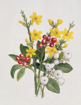 Snowberries, Dogwood and Jasmine (w/c on paper) 