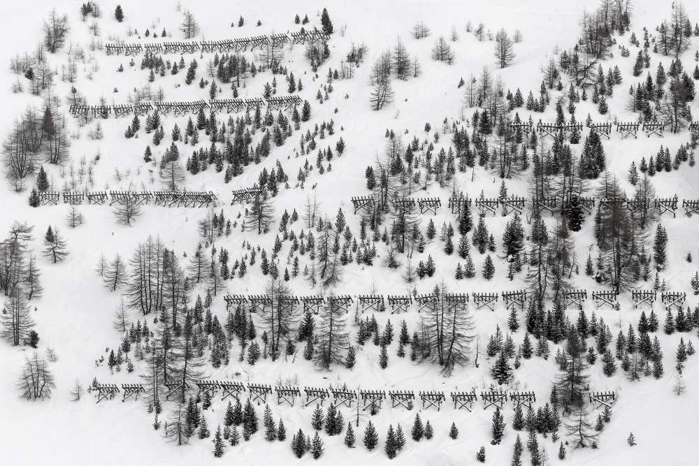 winter trees from Uschi Hermann