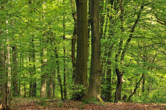 Habichtswald im zarten Grün from Uwe Zucchi