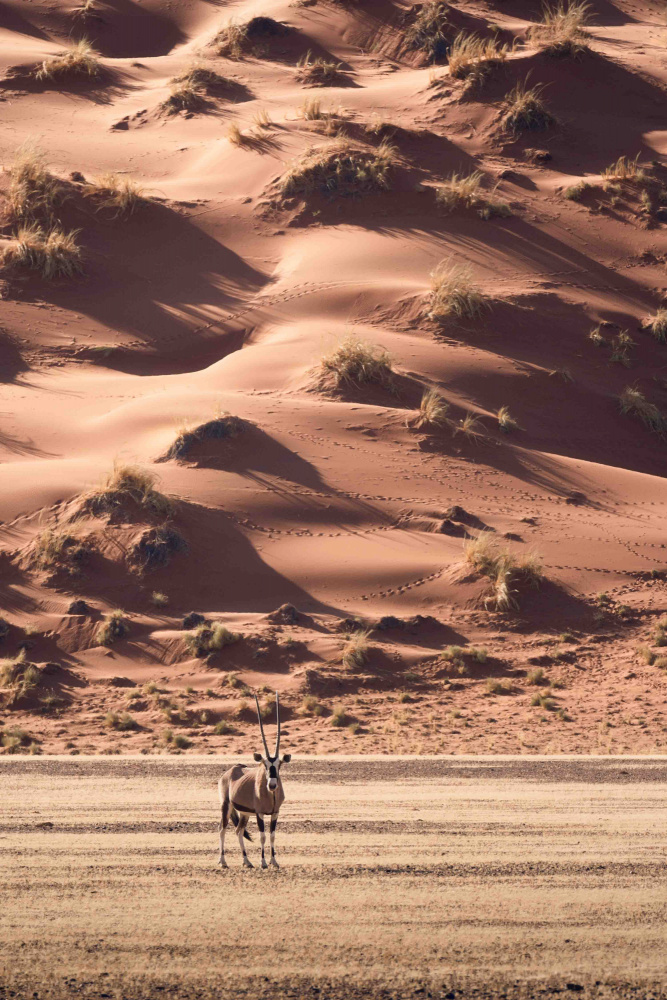 Ein Sonnenuntergangsspaziergang in der Wüste from Valentina Landucci
