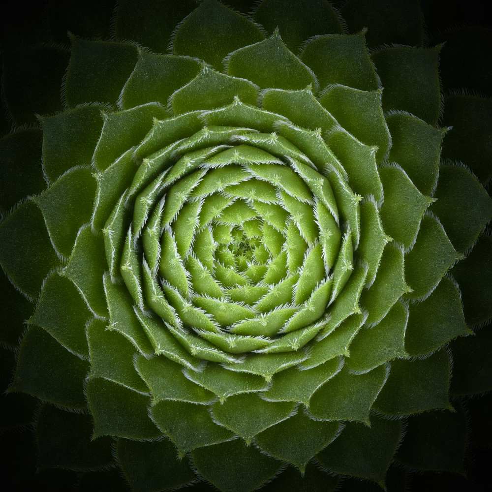 Succulent from Victor Mozqueda