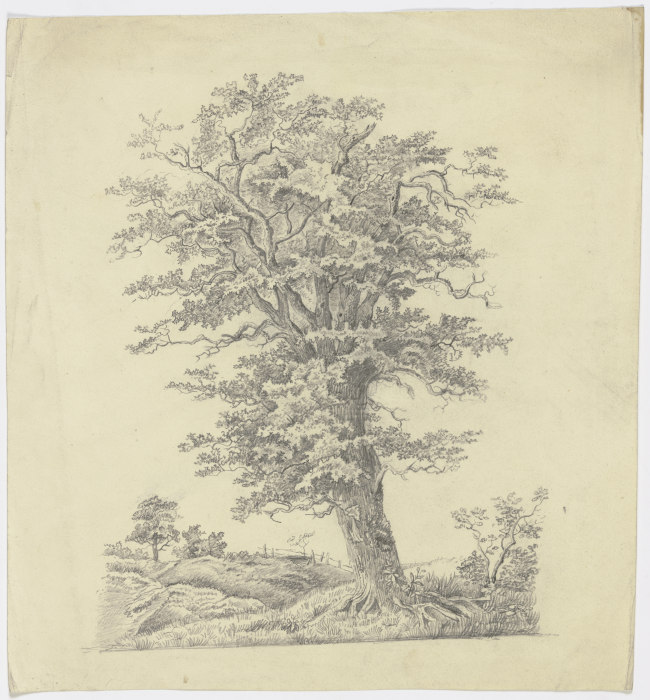 Baum auf einer Wiese from Victor Müller
