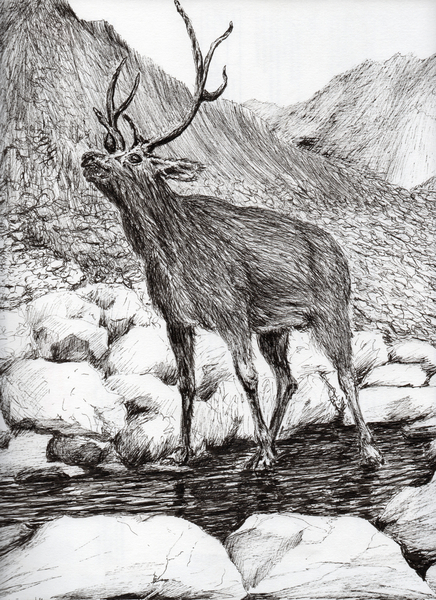 Stag from Vincent Alexander Booth