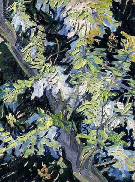 Acacia in Flower from Vincent van Gogh