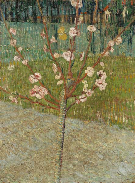 Almond tree in blossom from Vincent van Gogh