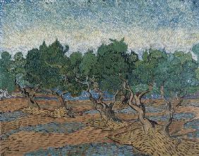 Olive grove