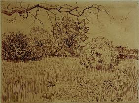V.v.Gogh, Field w.Shrub / Drawing / 1888