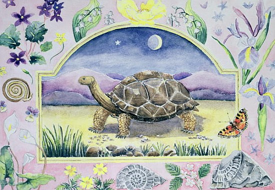 Giant Tortoise (month of May from a calendar)  from Vivika  Alexander