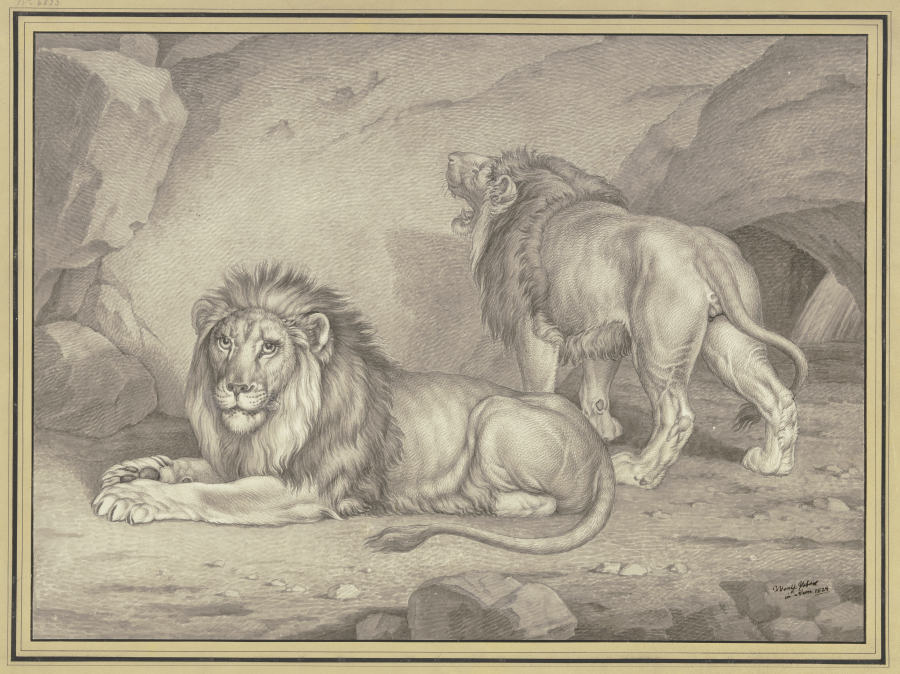 Liegender Löwe von der Seite nach links und stehender Löwe fast von hinten gesehen from Wenzel Peter
