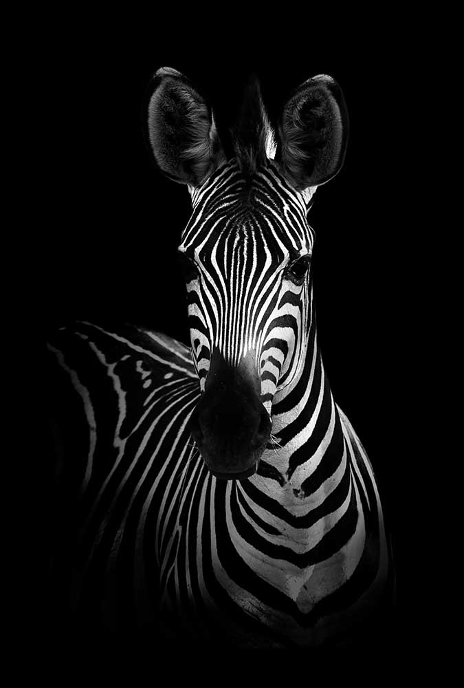Das Zebra from WildPhotoArt