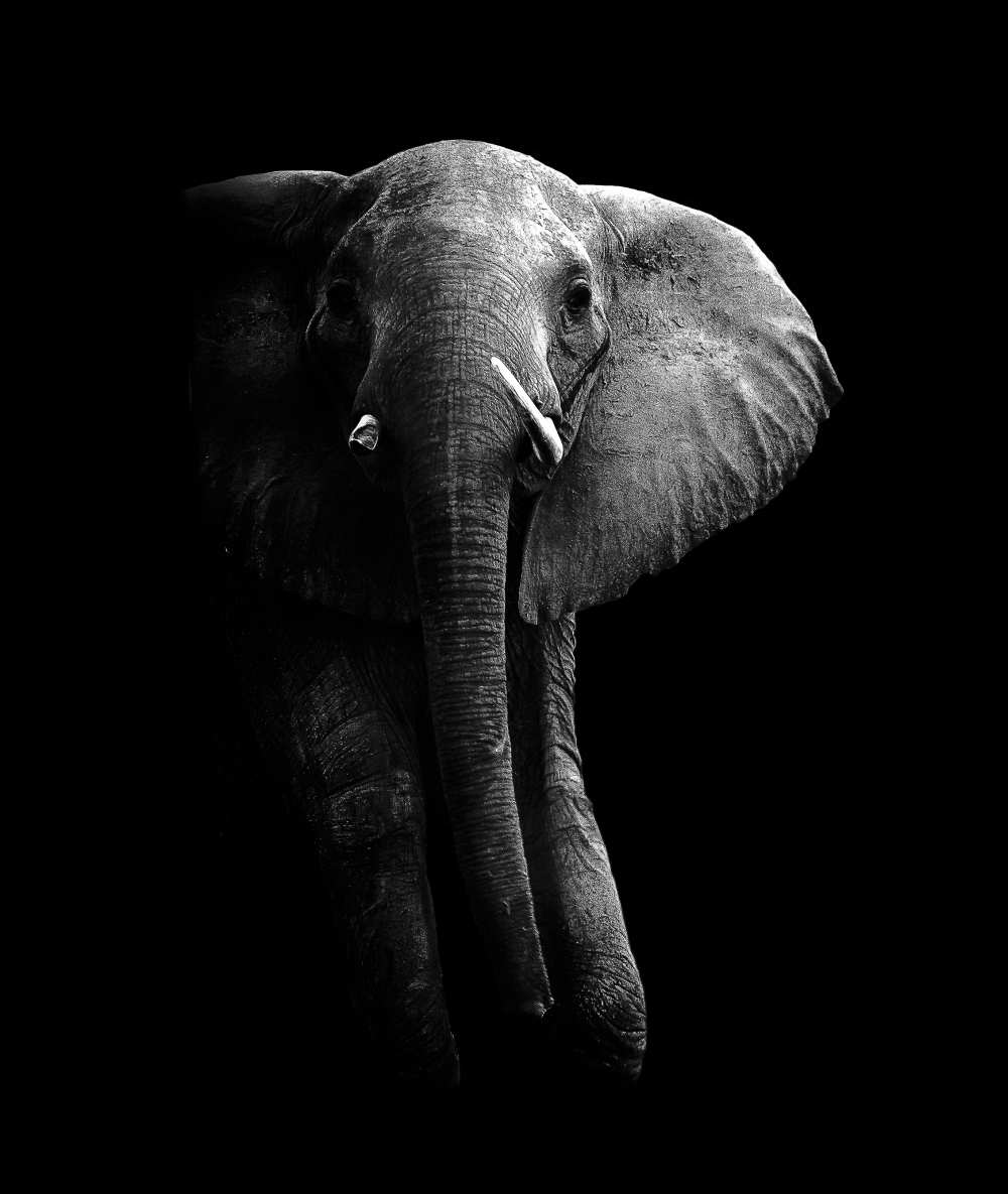 Elephant! from WildPhotoArt
