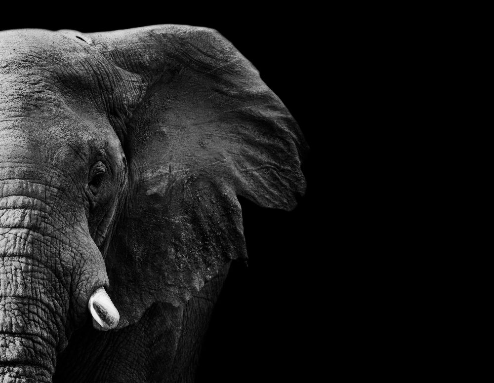 Elephant from WildPhotoArt