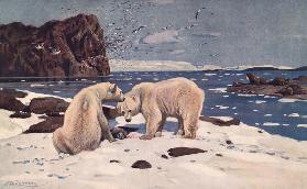 Nordmeerküste mit Eisbären,Walrossen
