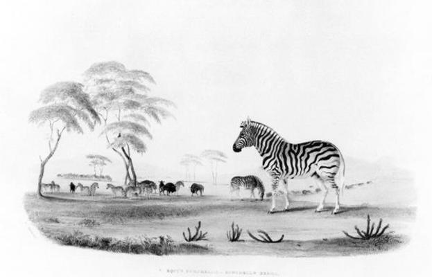 Equus burchelli, or Burchell's Zebra, from 'Portraits of the Game and Wild Animals of Southern Afric from William Cornwallis Harris
