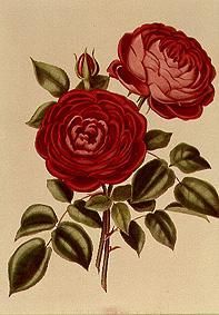 Die Rose Perpetual Standard of Marengo from William Curtis
