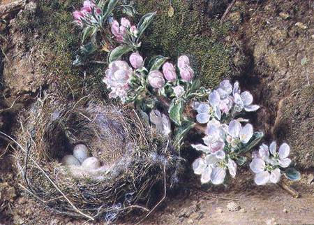 Branch of Apple Blossom and Bird's Nest from William Henry Hunt