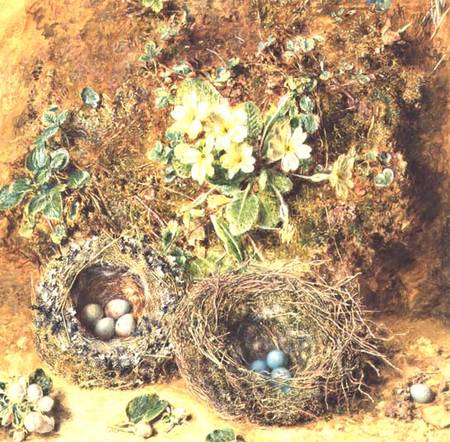 Primroses and Birds' Nests from William Henry Hunt