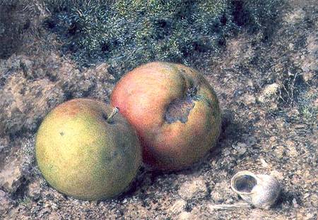 Still life with two apples and a snail shell (w/c and gouache) from William Henry Hunt