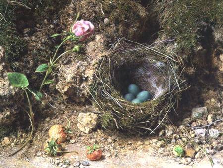 Still life with bird's nest from William Henry Hunt